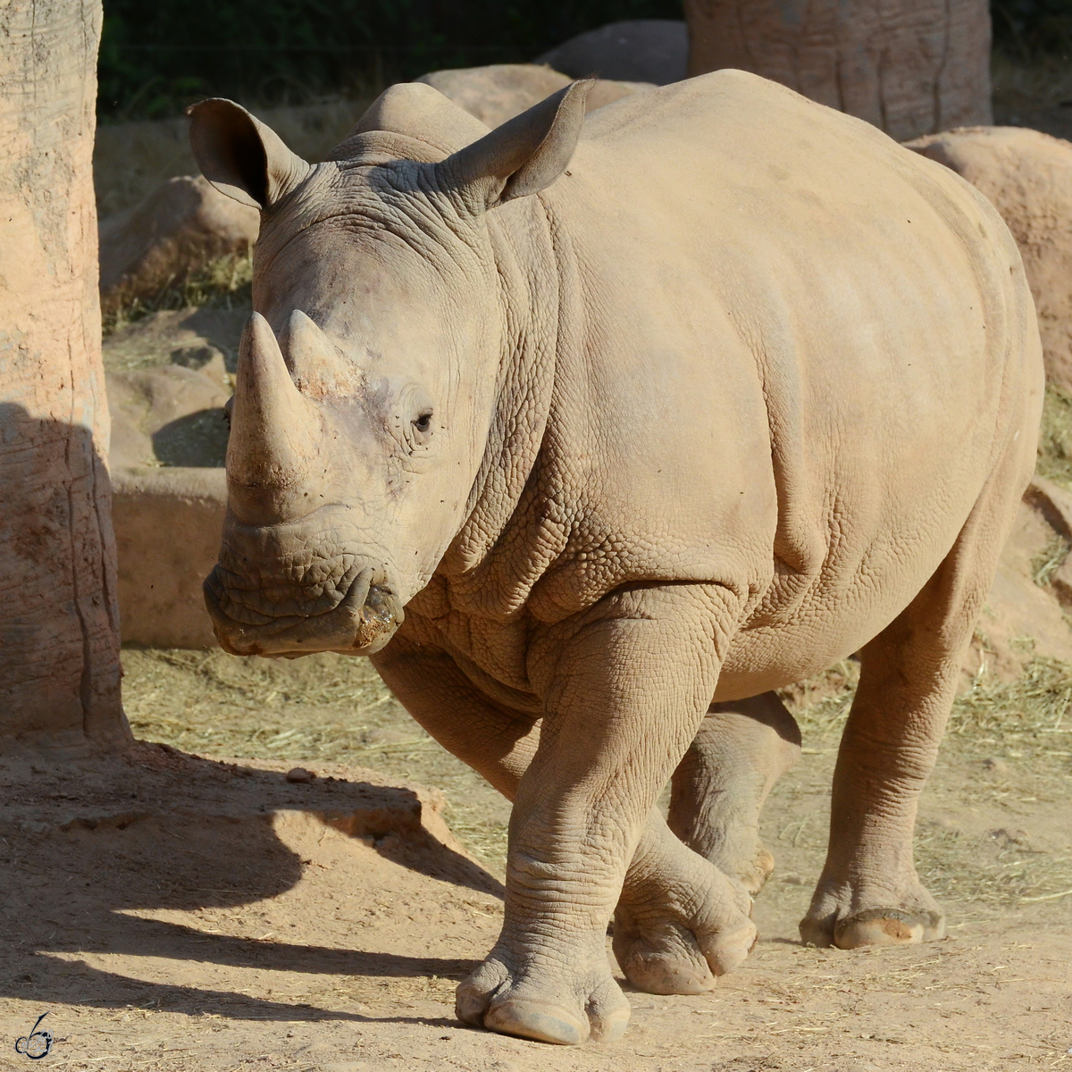 Ein Nashorn im Zoo Madrid. (Dezember 2010)