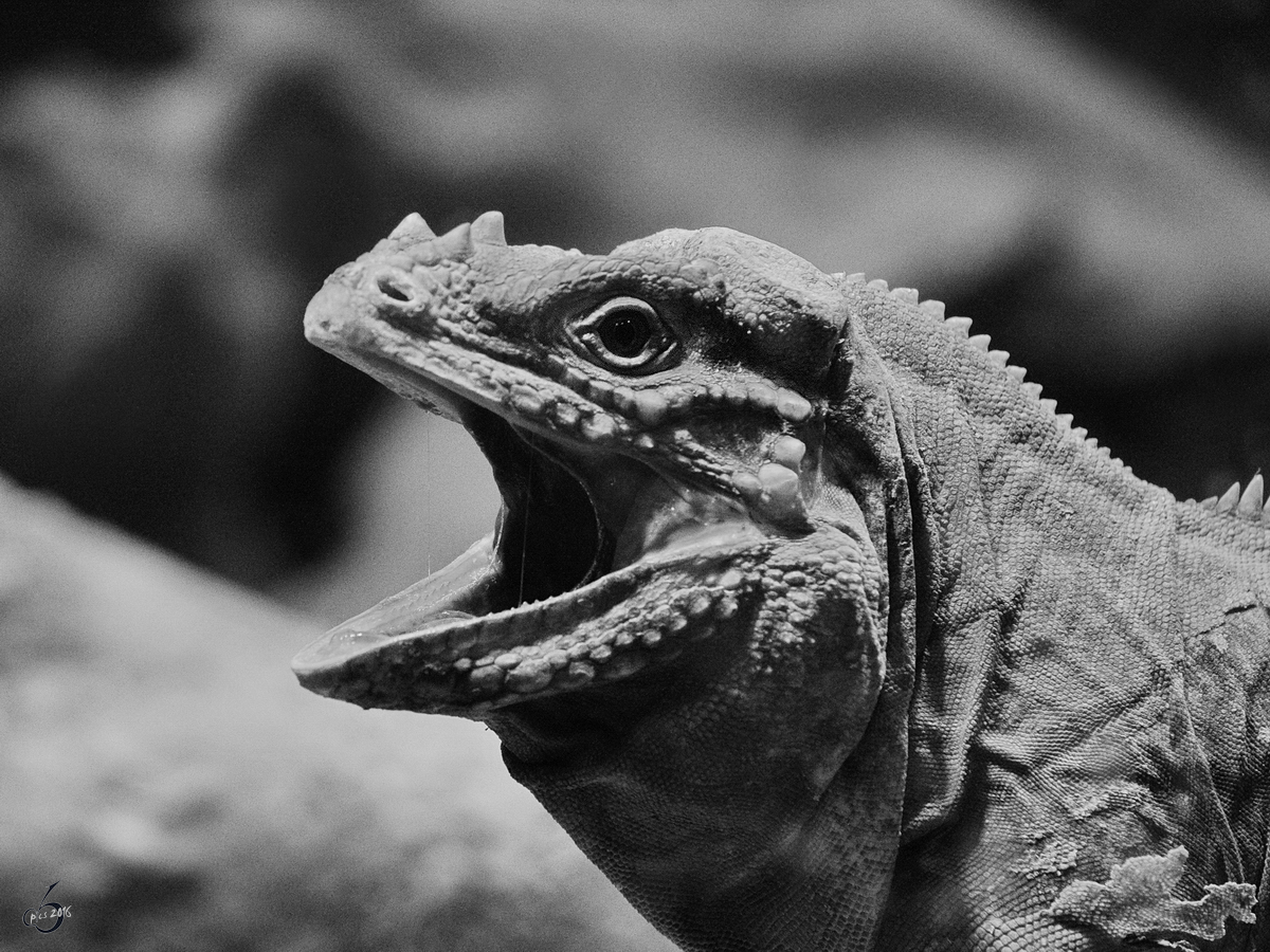 Ein Nashornleguan, fotografiert im Zoo Barcelona. (Dezember 2011)