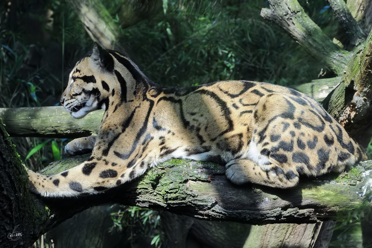 Ein Nebelparder ruht sich im Dickicht aus. (Zoo Duisburg, Juli 2013)