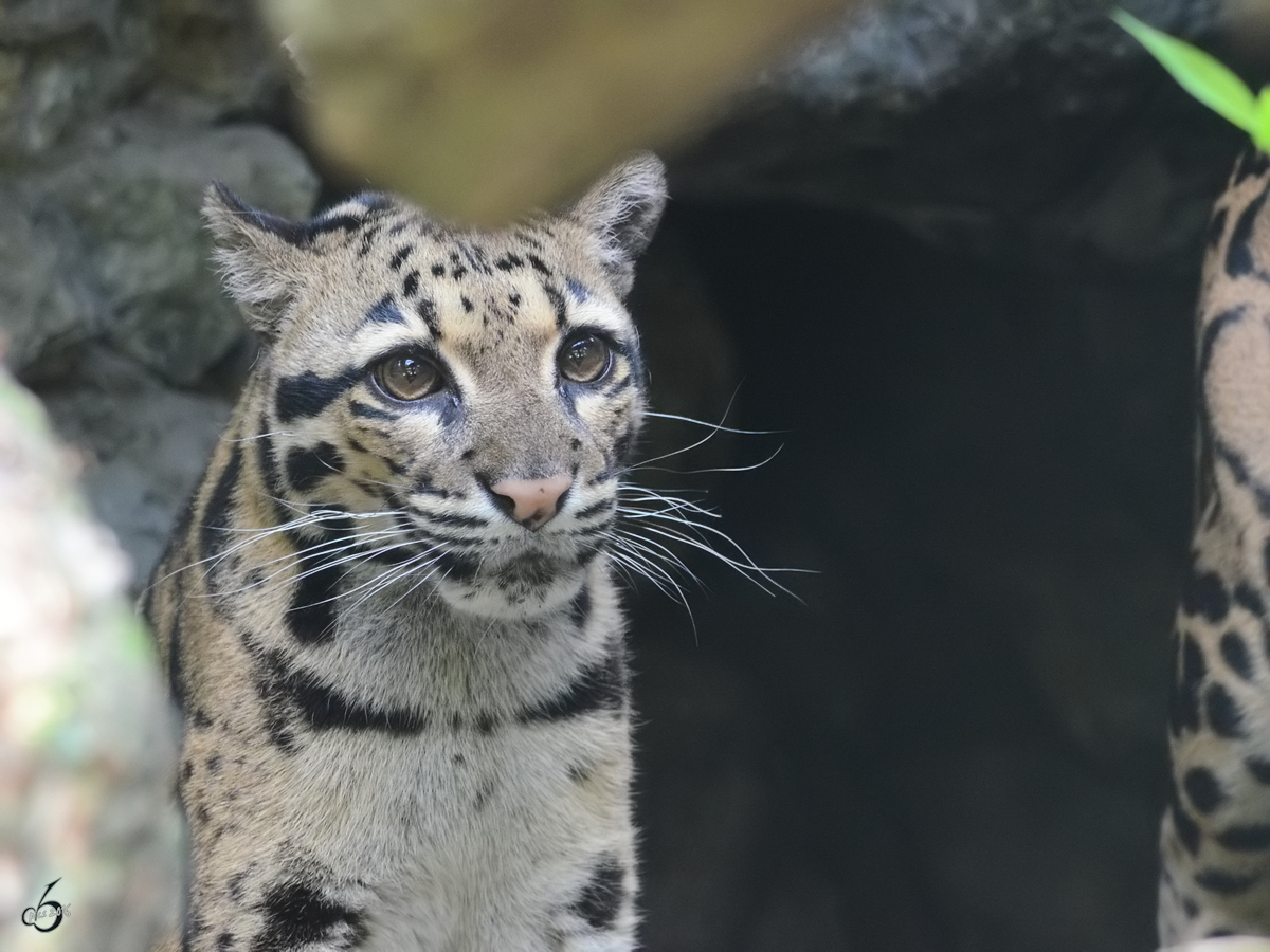 Ein Nebelparder im Zoo Duisburg. (Juli 2013)