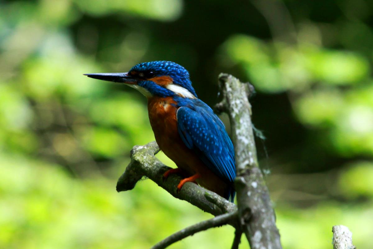 Ein neues Versteck am Schaalseekanal ermglicht mir jetzt die Beobachtung der Eisvgel aus kurzer Distanz. Ratzeburg; 27.06.2015