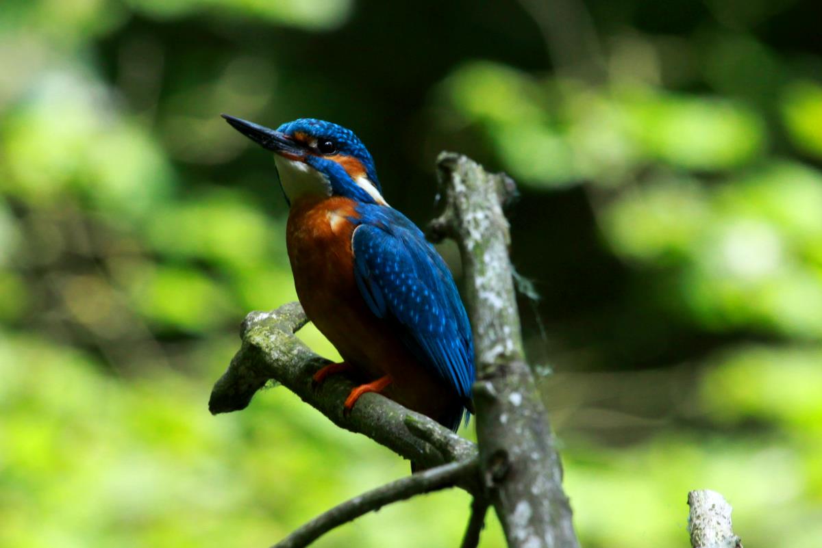 Ein neues Versteck am Schaalseekanal ermglicht mir jetzt die Beobachtung der Eisvgel aus kurzer Distanz. Ratzeburg; 27.06.2015