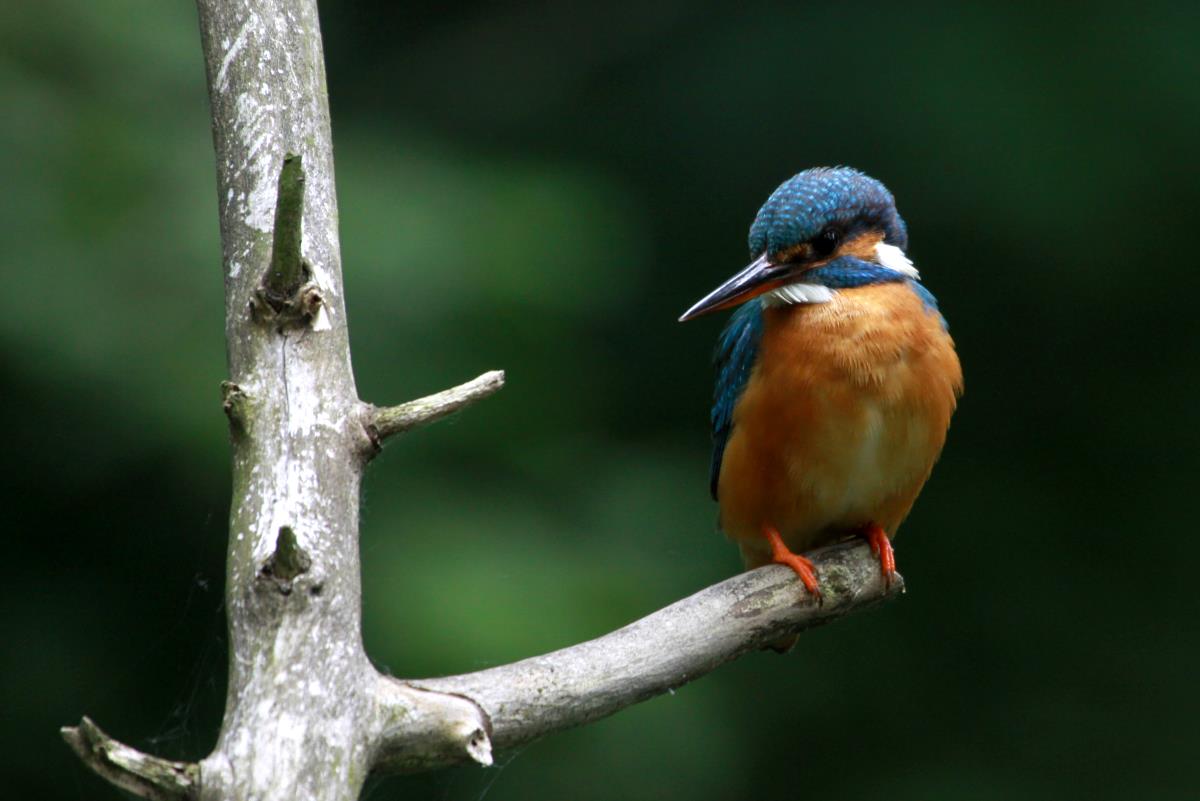 Ein neues Versteck am Schaalseekanal ermglicht mir jetzt die Beobachtung der Eisvgel aus kurzer Distanz. Ratzeburg; 27.06.2015