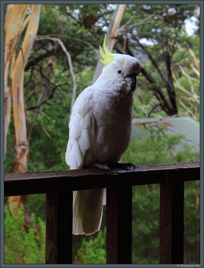 Ein neugieriger Gelbhaubenkakadu besucht den Fotografen auf der Veranda eines Ferienhauses. Die intelligenten und geselligen Tiere knnen mehr als 80 Jahre alt werden. (Halls Gap, Australien, 05.01.2020)