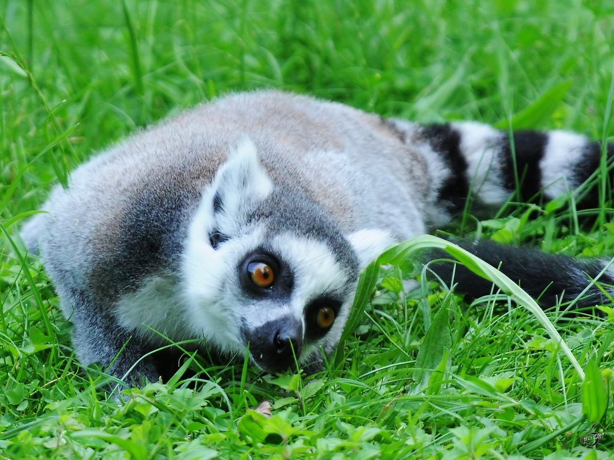 Ein neugieriger Katta Anfang Juli 2010 im Zoo Schwerin.