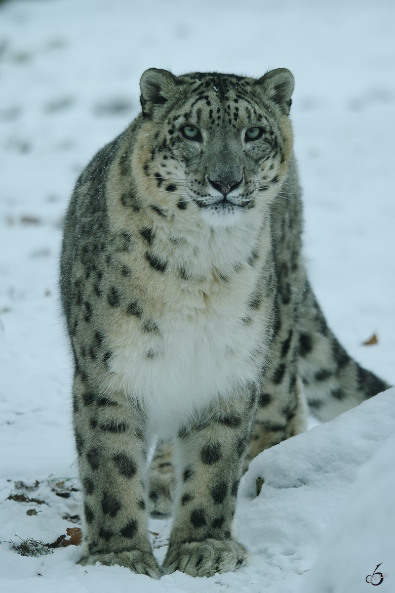 Ein neugieriger Schneeleopard im Zoo Rostock. (Januar 2010)