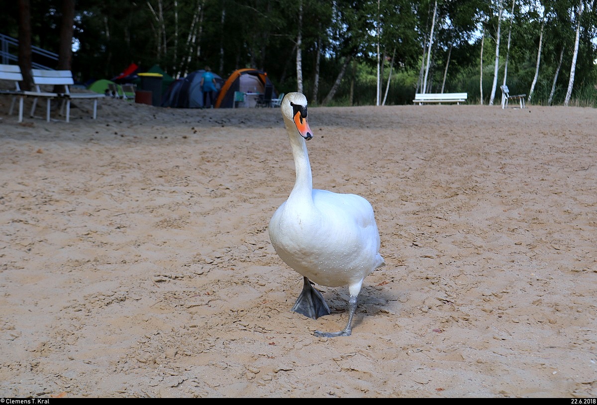 Ein neugieriger Schwan spaziert am Sandstrand des Heidebades Halle-Nietleben. [22.6.2018 | 17:49 Uhr]