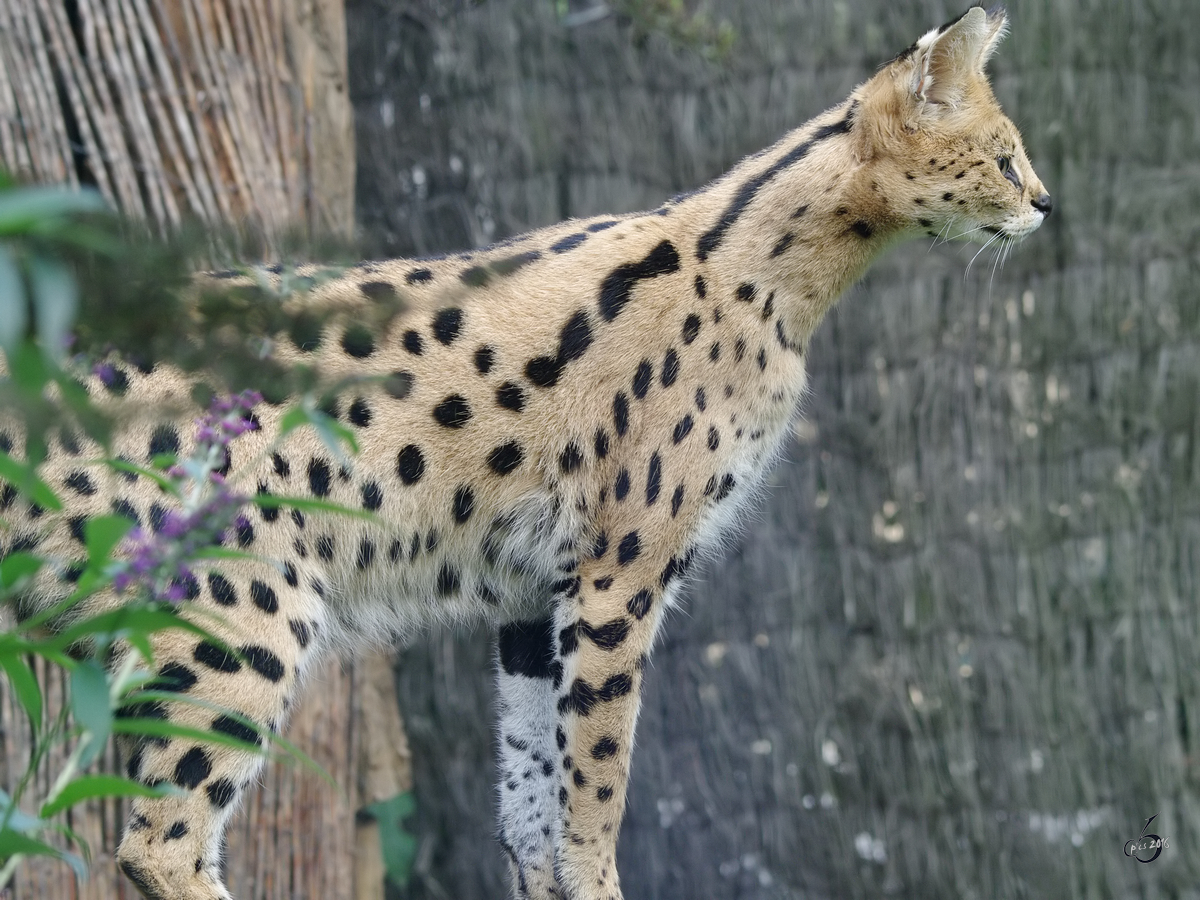 Ein neugieriger Serval im Zoom Gelsenkirchen. (September 2009)