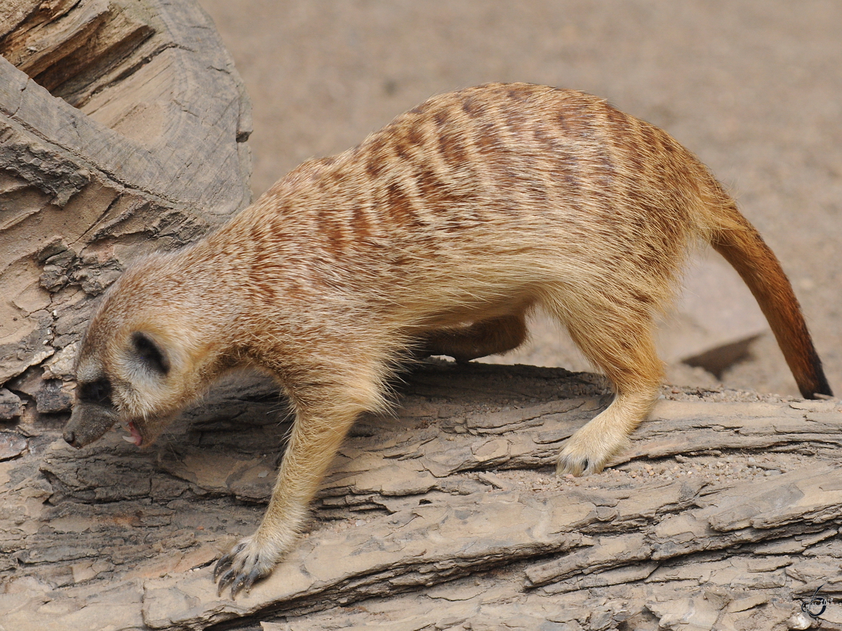 Ein neugieriges Erdmnnchen Anfang Juli 2010 im Zoo Schwerin.