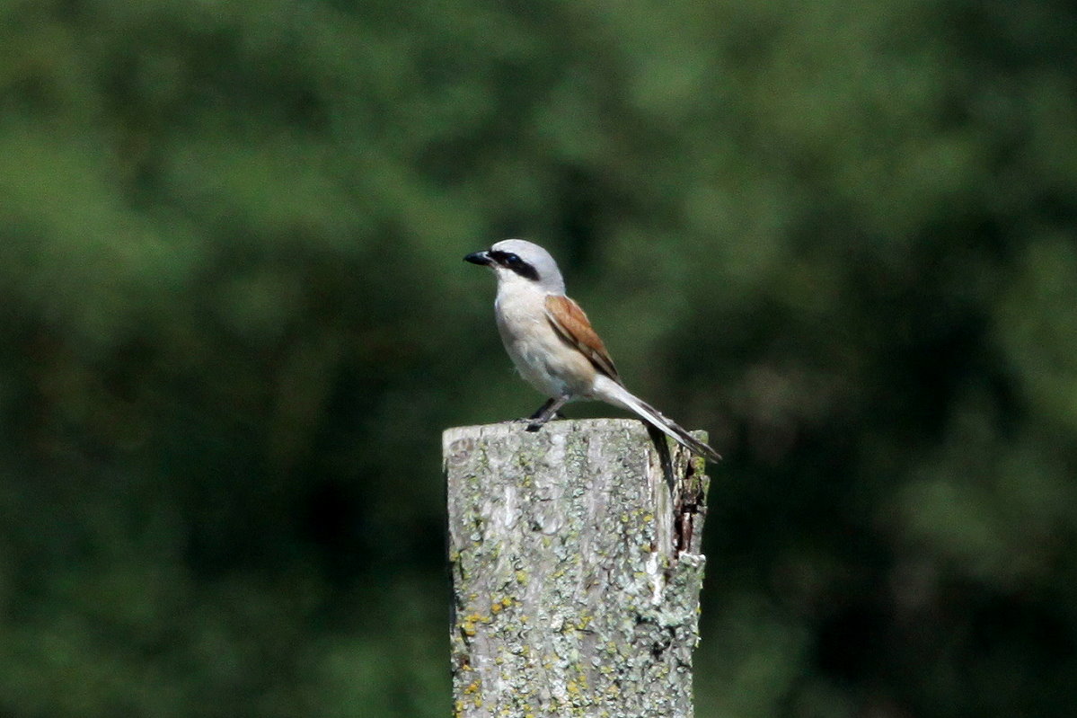 Ein Neuntter-Mnnchen am Feldrand bei Schattin; 08.08.2014