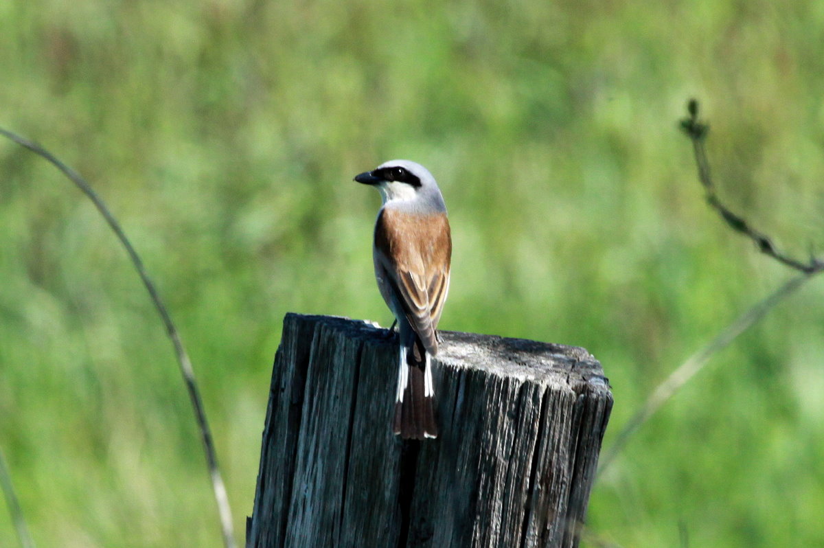 Ein Neuntter im Naturschutzgebiet  Ostufer des Groen Ratzeburger Sees . ; 10.05.2018