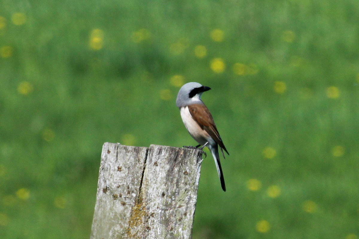 Ein Neuntter im Naturschutzgebiet  Ostufer des Groen Ratzeburger Sees . Ich besuchte gestern das Gebiet des ehemaligen Todesstreifens um Neuntter zu fotografieren. Ich hatte dabei Glck. Doch neben den Neunttern entdeckte ich hier noch Rohrammern, Teichrohsnger und Schilfrohrsnger. Ein groer Glckstreffer; 10.05.2018