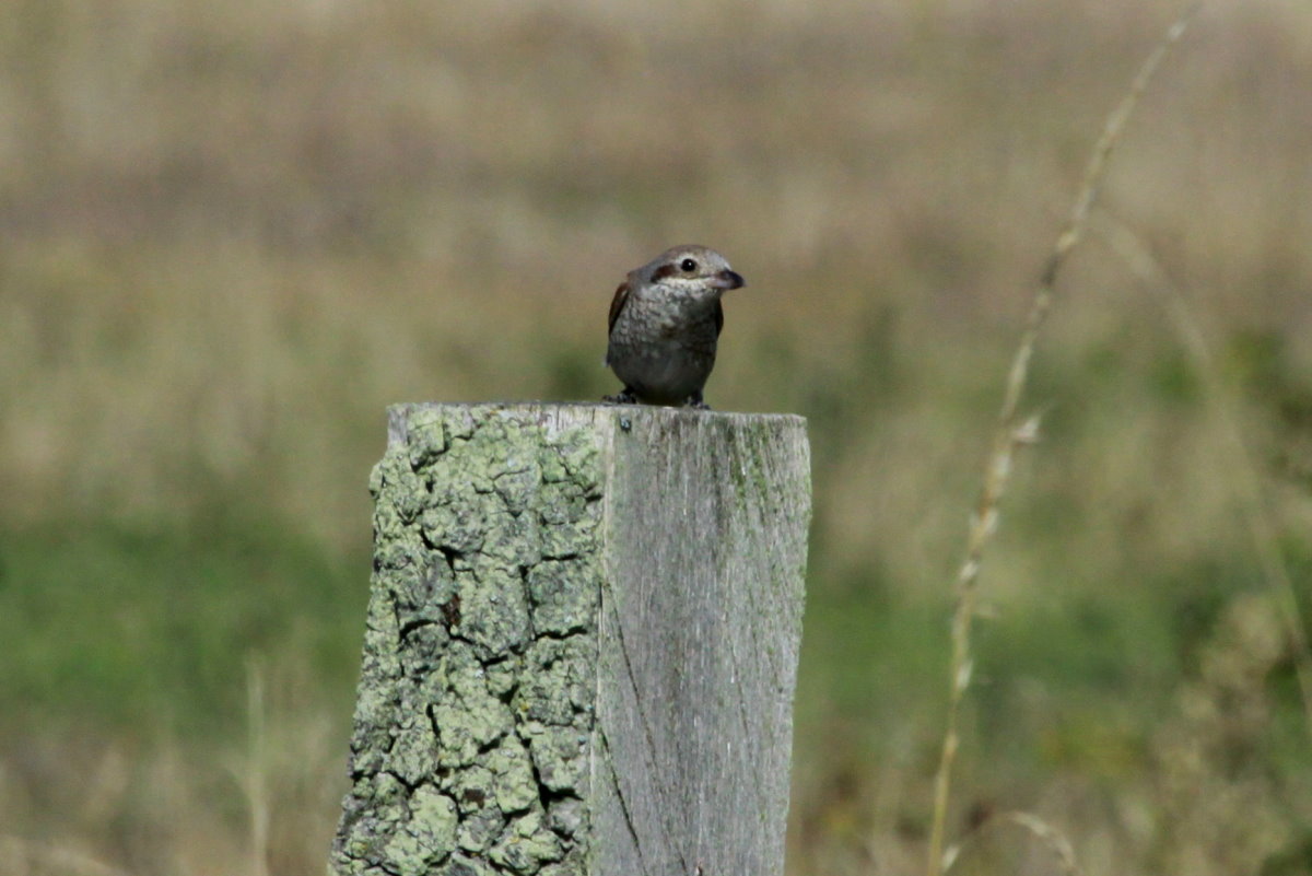 Ein Neuntter-Weibchen am Feldrand bei Schattin; 08.08.2014