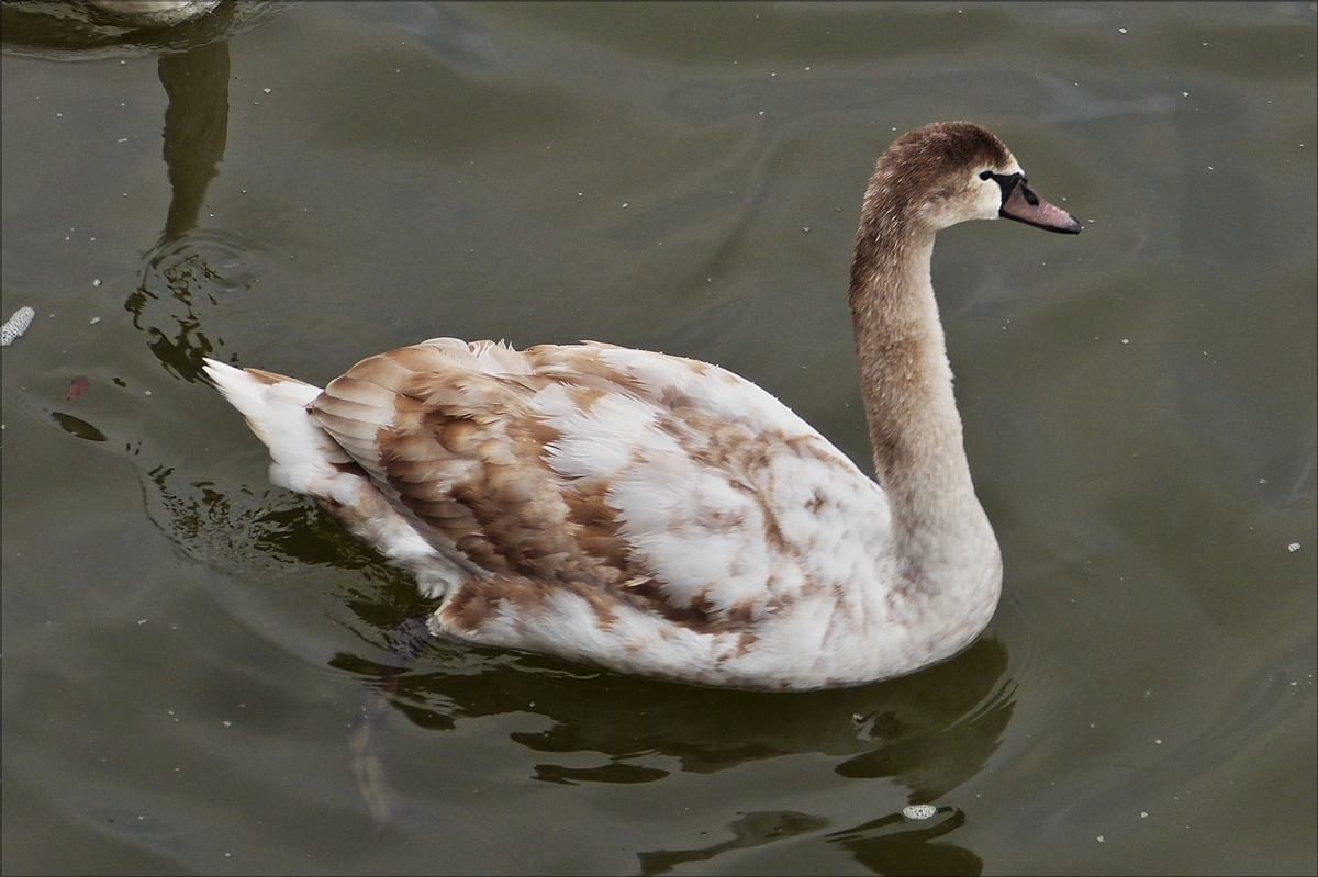 Ein noch junger Hckerschwan auf der Mosel in Wasserbillig.  07.12.2017