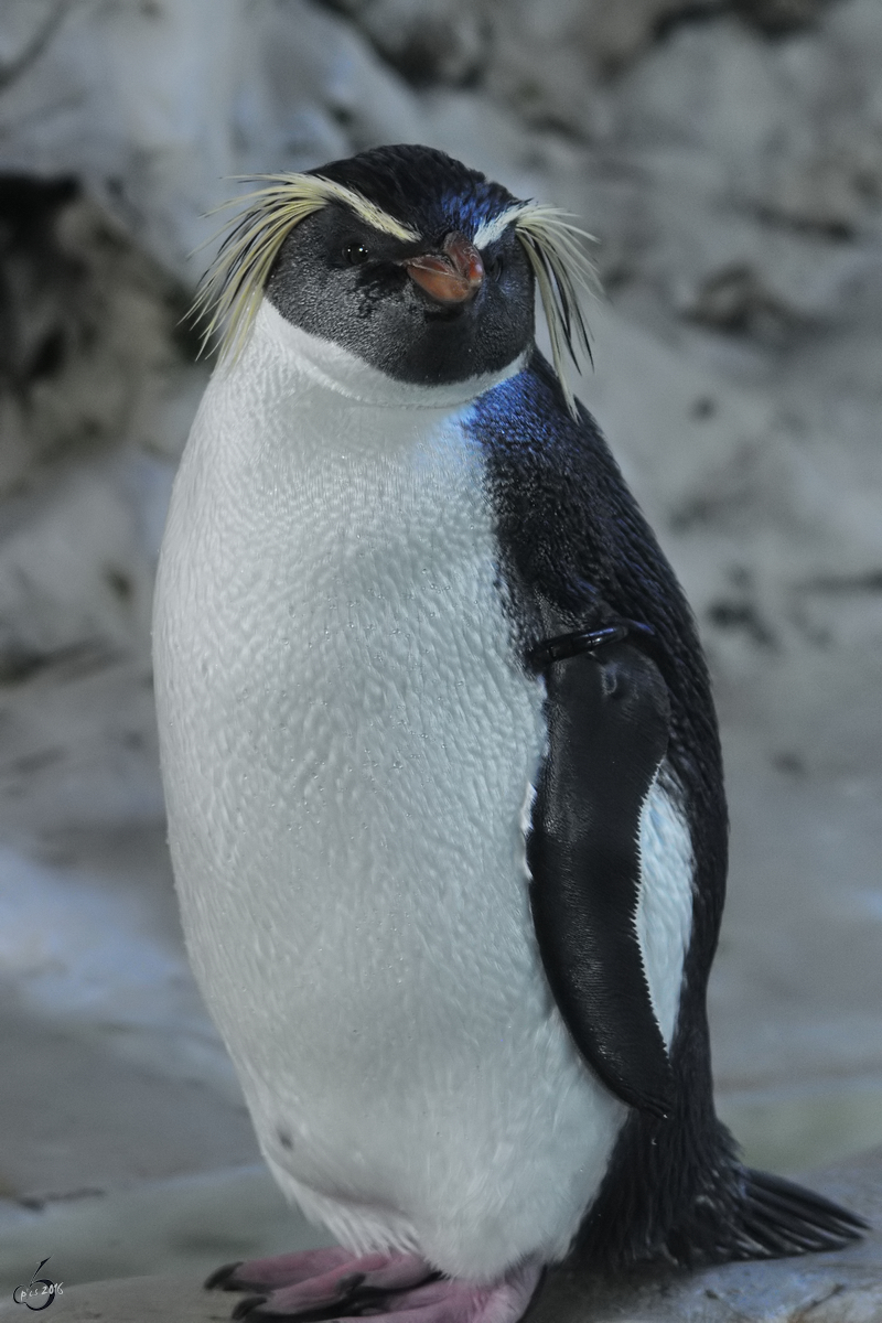 Ein Nrdlicher Felsenpinguin im Tiergarten Schnbrunn. (Wien, November 2010)