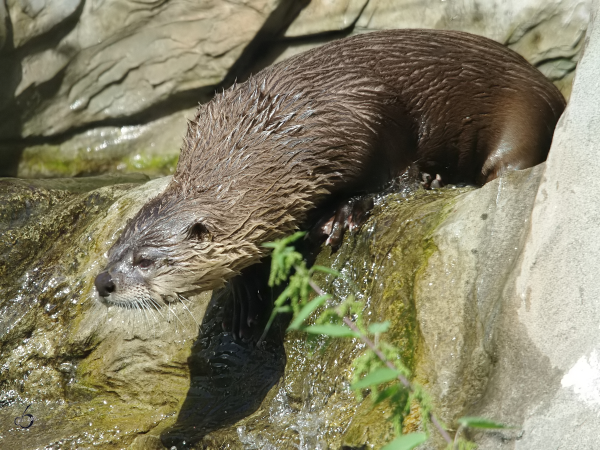 Ein Nordamerikanische Fischotter im Zoom Gelsenkirchen. (September 2009)