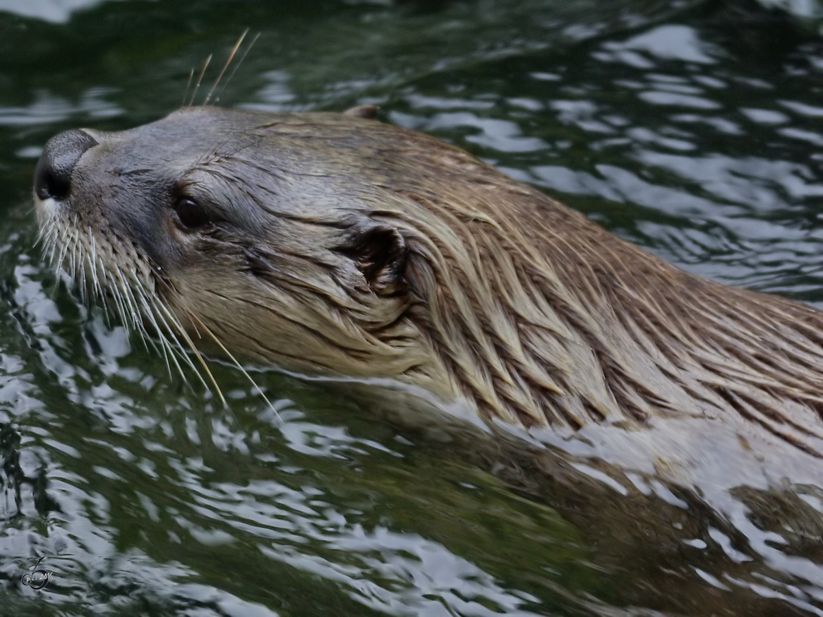 Ein Nordamerikanischer Fischotter schwimmt im Zoom Gelsenkirchen. (September 2008)