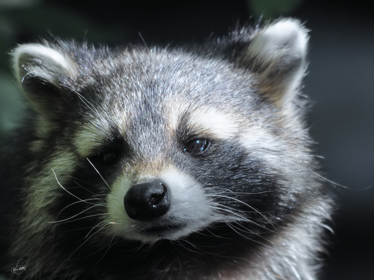 Ein Nordamerikanischer Waschbr im Portrait. (Zoo Duisburg, September 2010)