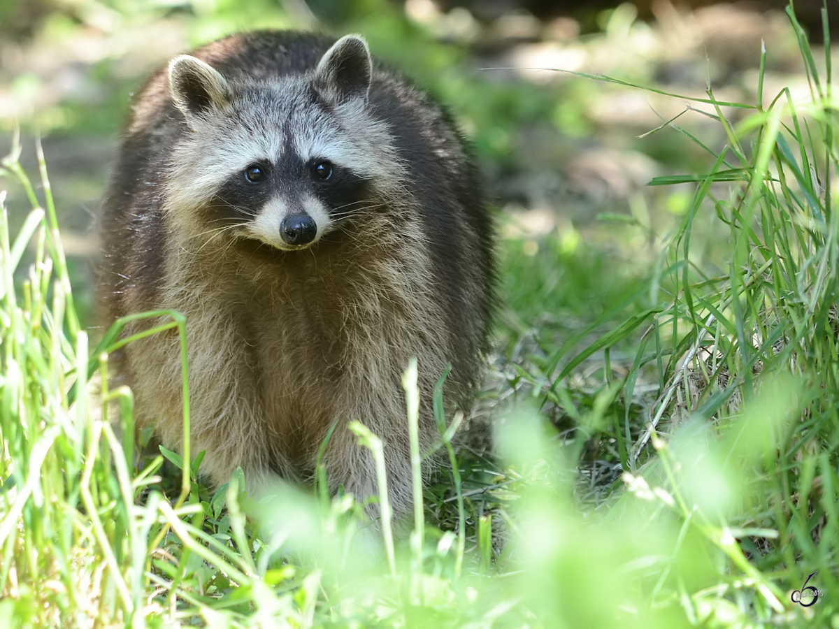 Ein Nordamerikanischer Waschbr im Zoo Duisburg. (September 2011)