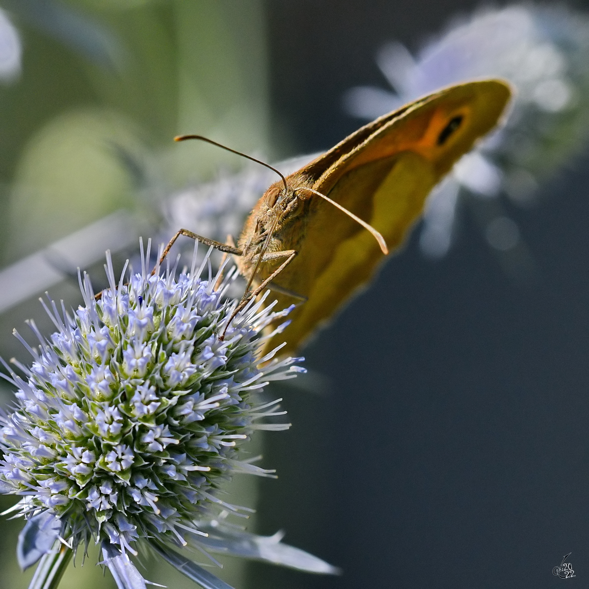 Ein Ochsenauge im heimischen Garten. (Hattingen, Juli 2022)