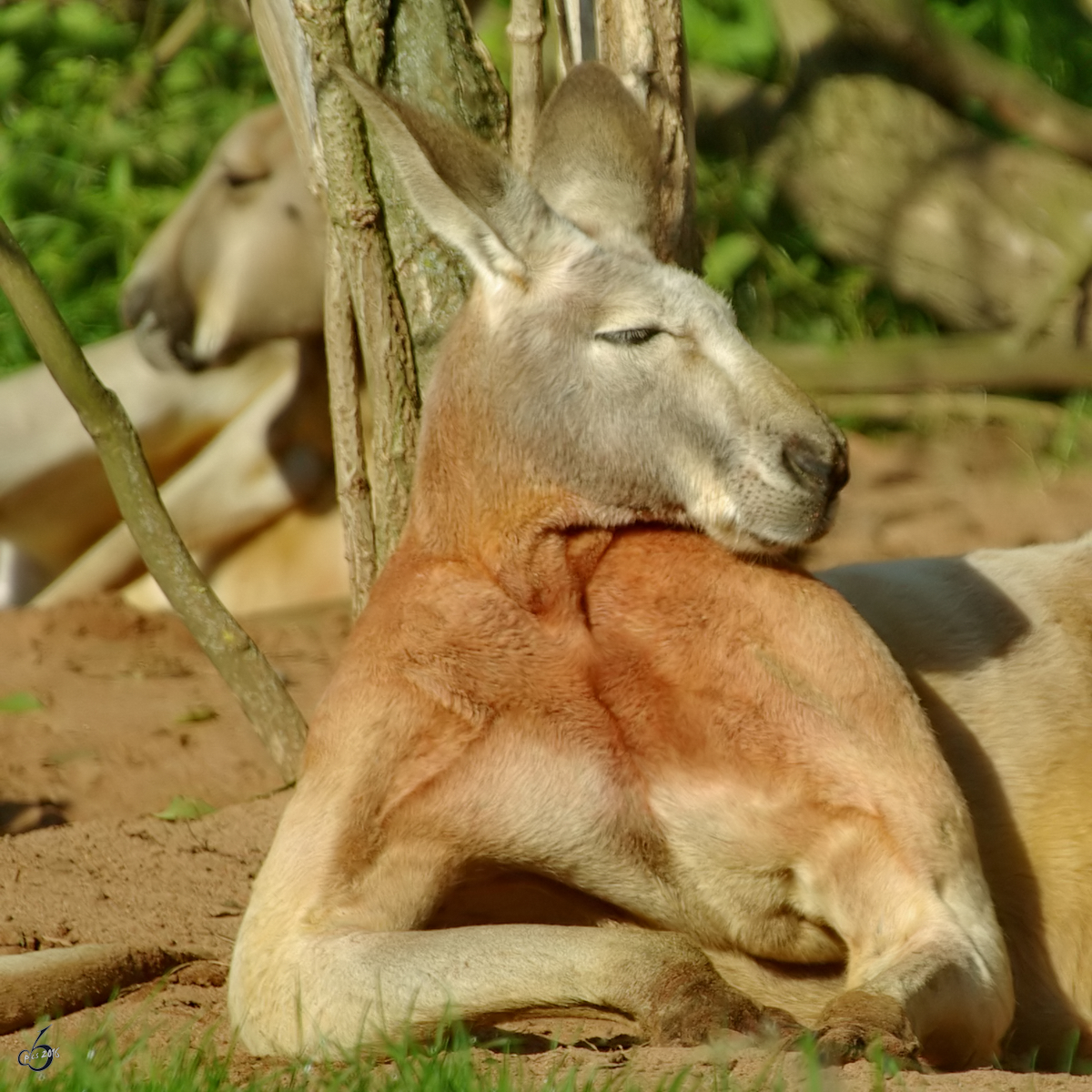 Ein stliches Graues Riesenknguru im Zoo Dortmund. (September 2008)