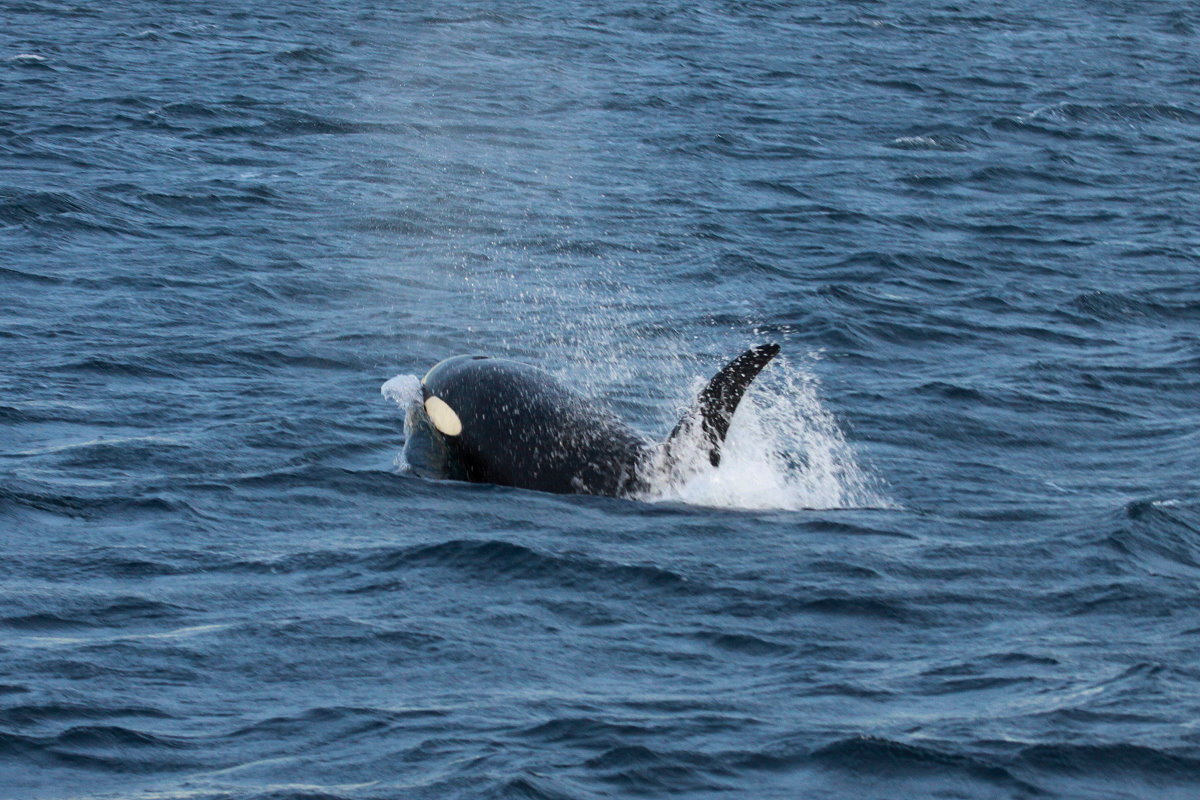 Ein Orca im Kaldfjorden; 07.11.2015