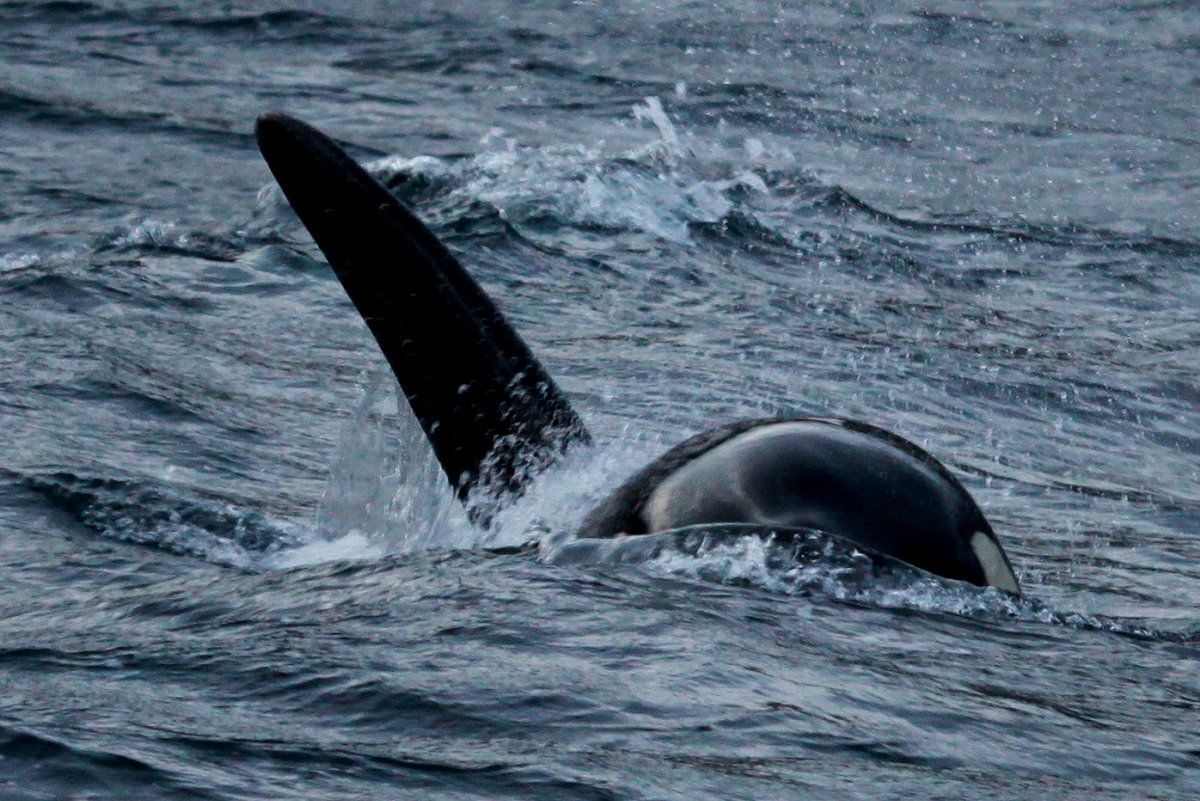 Ein Orca im Kvalsund, 09.11.2015