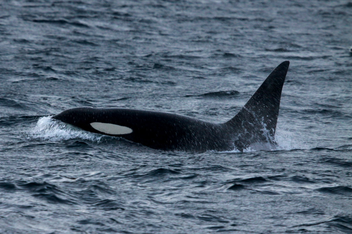 Ein Orca im Kvalsund, 09.11.2015