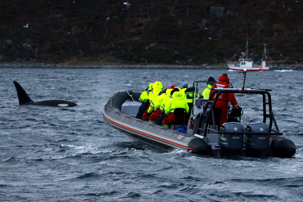 Ein Orca taucht neben einem Rib-Boat bei der Walsafari im Kvalsund auf, 09.11.2015