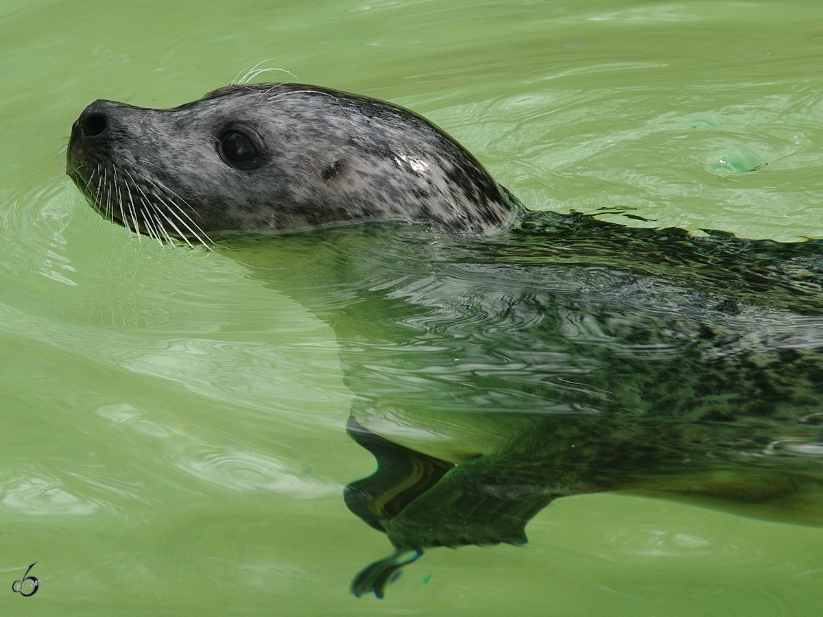 Ein Ostatlantischer Seehund macht ein paar Schwimmeinheiten. (Zoo Rostock, April 2009)