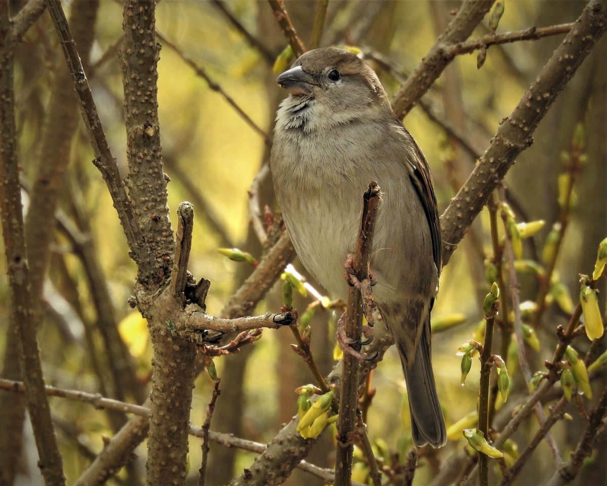 EIN OSTER-SPATZ
Die gelben Blten im Strauch kurz vor dem Aufgehen,und der muntere Spatz neben mir im Bahnhof KIRCHEN hatte vom munteren Gesang her auch schon
sterliche Gefhle...am 27.3.2021
