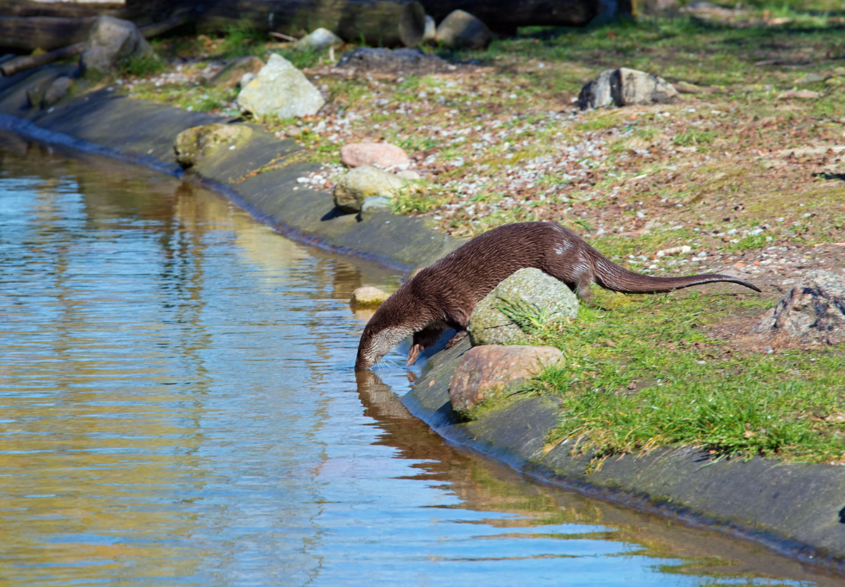 Ein Otter gleitet mit geschlossenen Augen ins Wasser. Gesehen im Tierpark Ueckermnde. - 05.04.2015