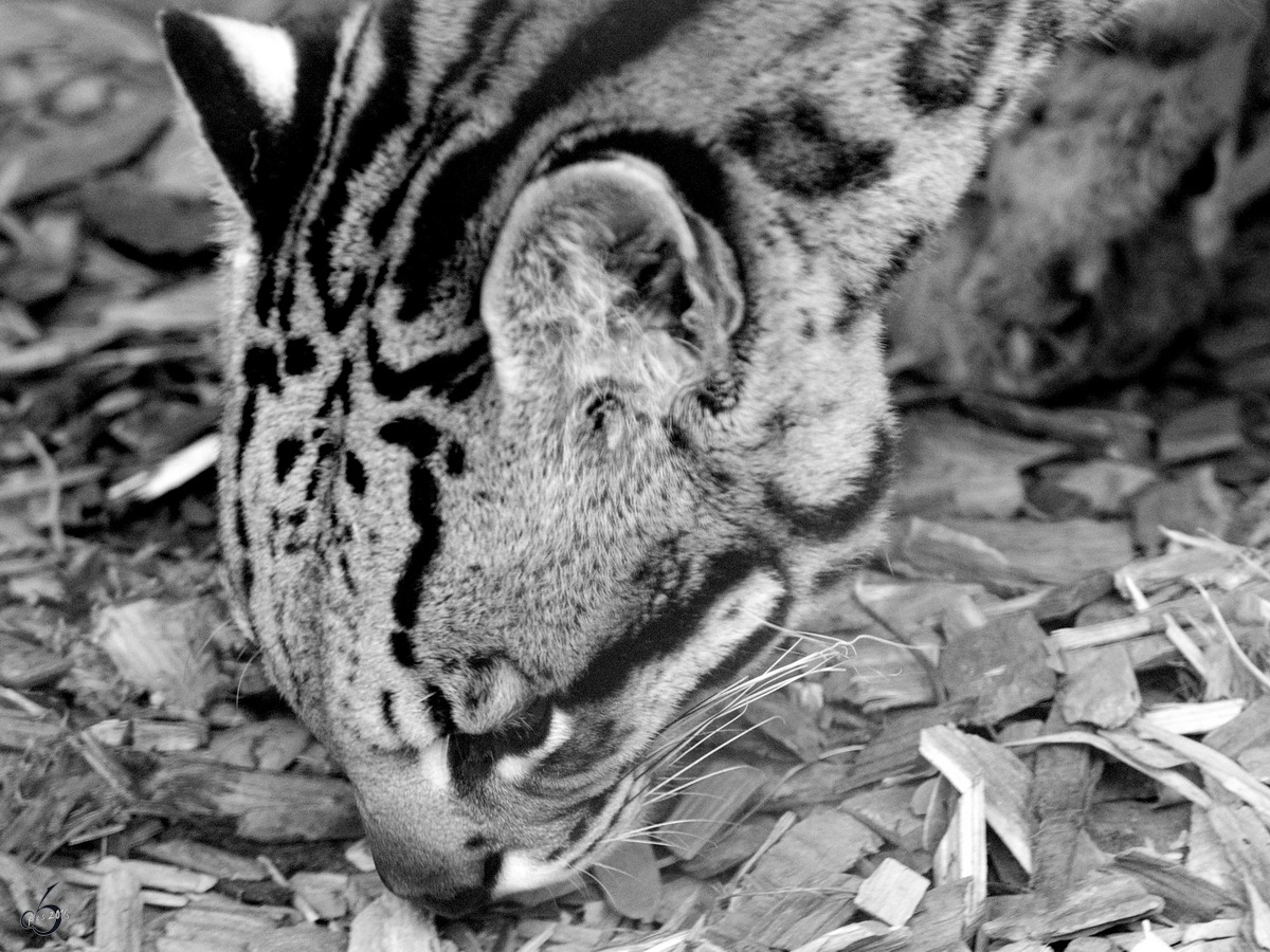 Ein Ozelot im Zoo Dortmund.  (Februar 2010)