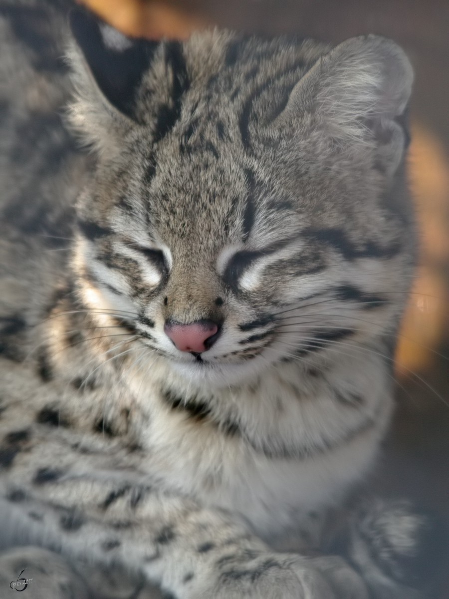 Ein Ozelot im Zoo Dortmund. (Februar 2010)