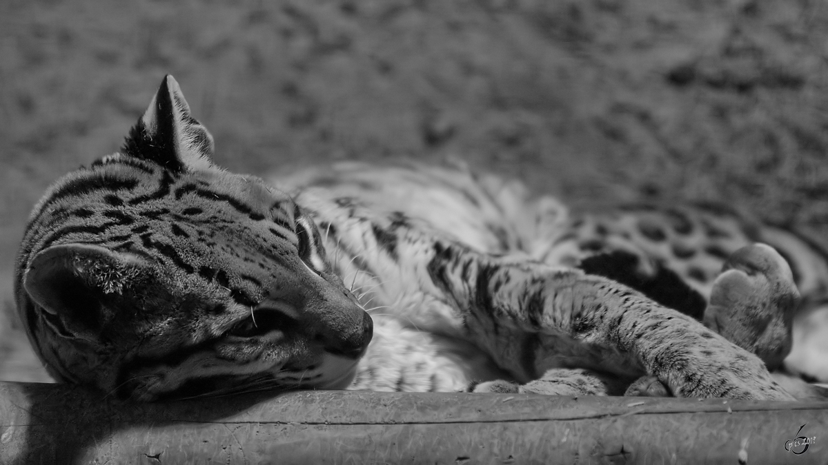 Ein Ozelot im Zoo Dortmund. (Februar 2010)