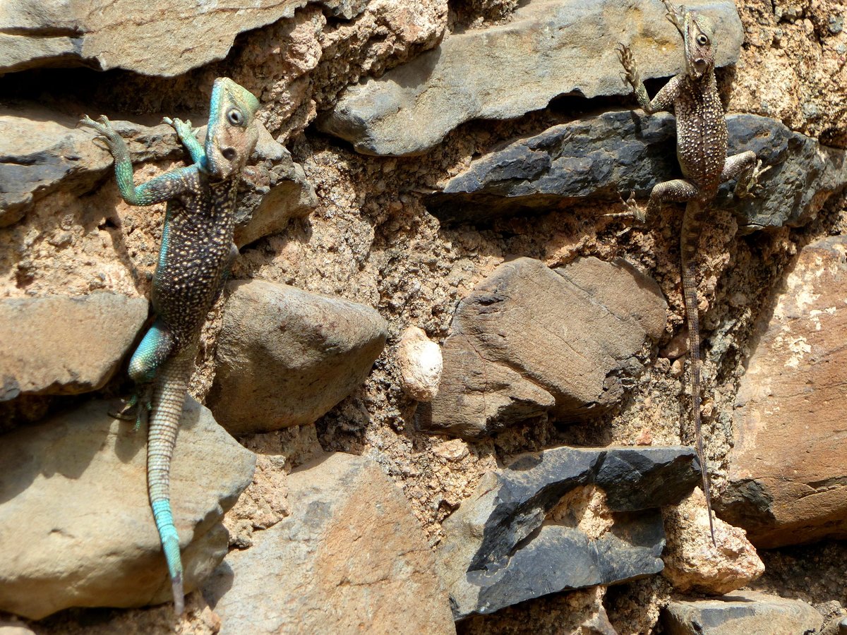 Ein Prchen Blaukehlagamen ( Acanthocerus atricollis ) im Kaiserpalast von Gonder in thiopien am 22.4.2019