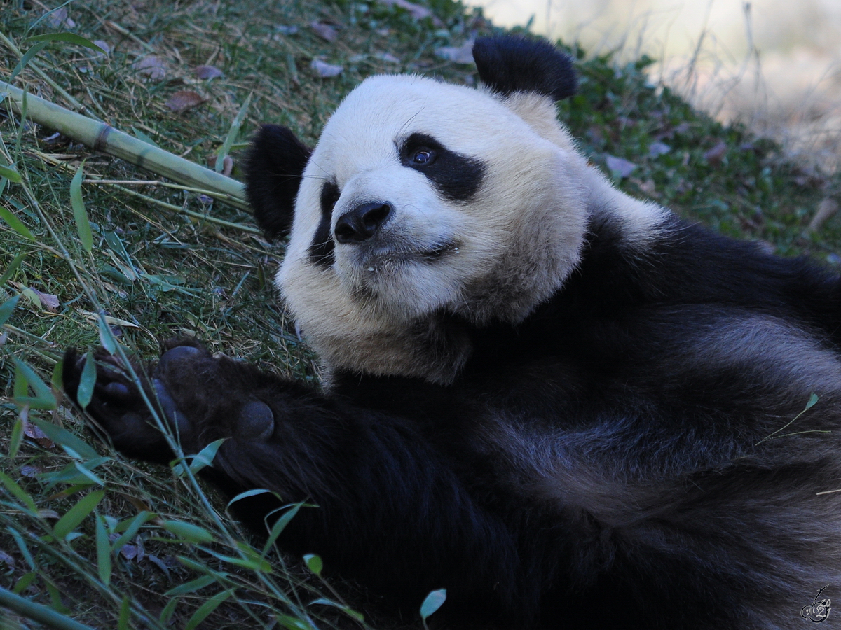 Ein Panda im Bambusgras, so gesehen Mitte Dezember 2010 im Zoo Madrid.