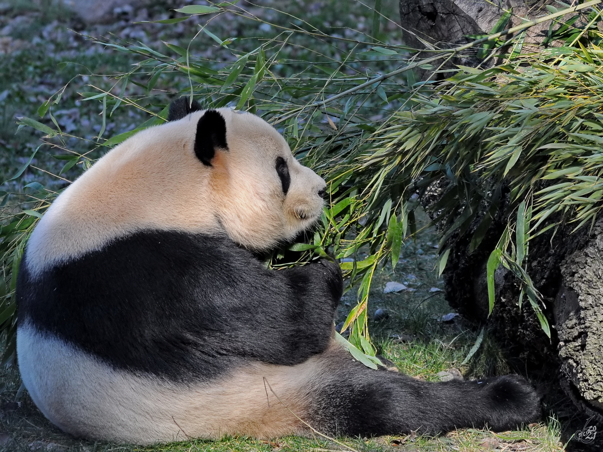 Ein Panda bei seiner Lieblingsbeschftigung. (Zoo Madrid, Dezember 2010)