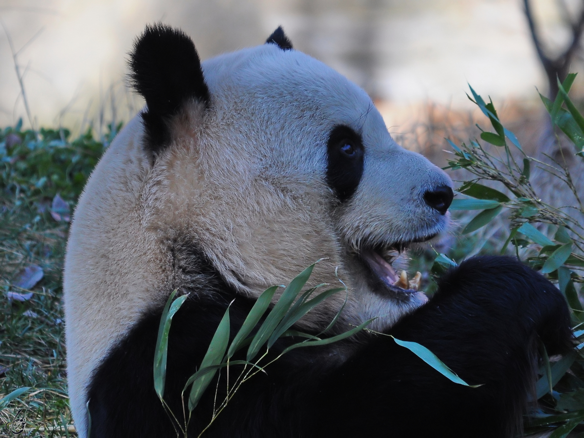 Ein Panda geniet das frische Bambusgras. (Zoo Madrid, Dezember 2010)