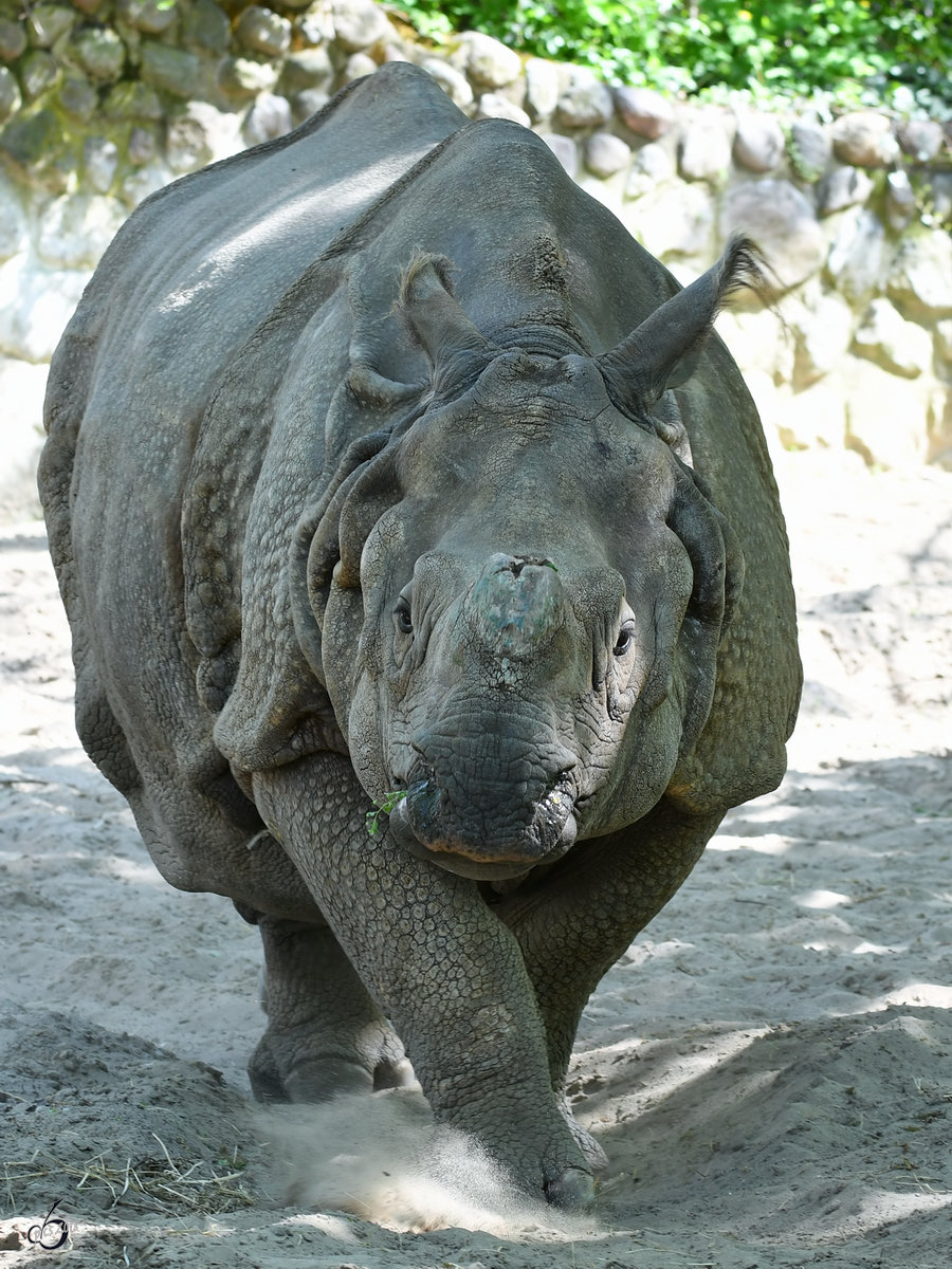 Ein Panzernashorn geht seiner Wege. (Zoo Berlin, April 2018)