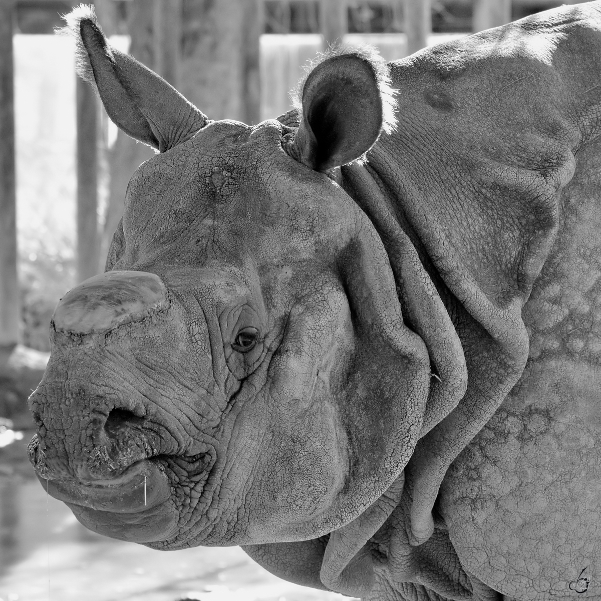 Ein Panzernashorn im Portrait. (Zoo Madrid, Dezember 2010)