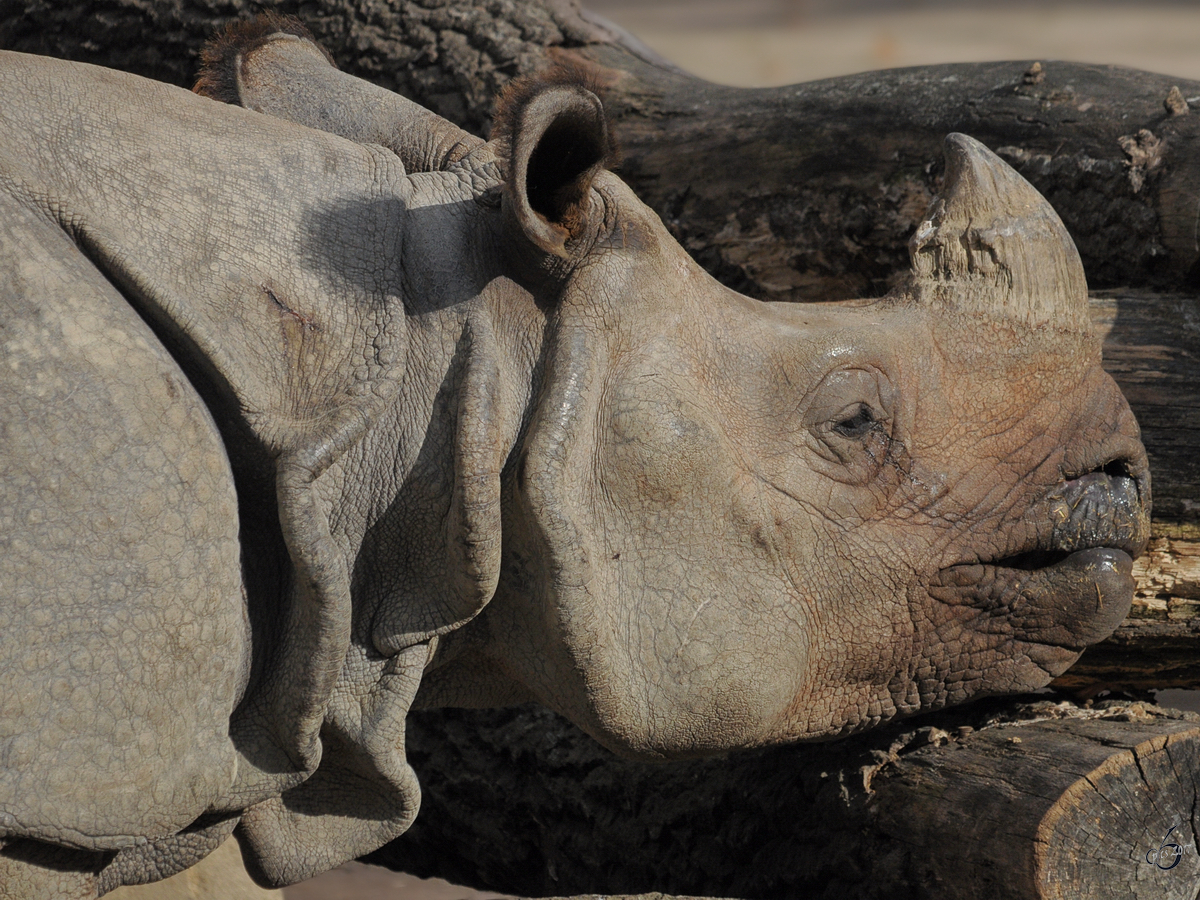 Ein Panzernashorn im Tiergarten Schnbrunn. (Wien, November 2010)