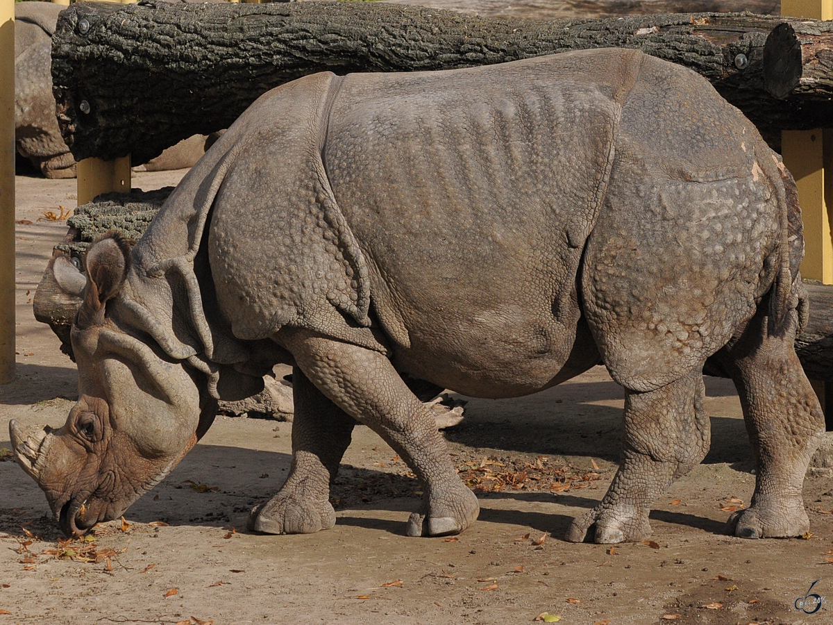 Ein Panzernashorn im Tiergarten Schnbrunn. (Wien, November 2010)