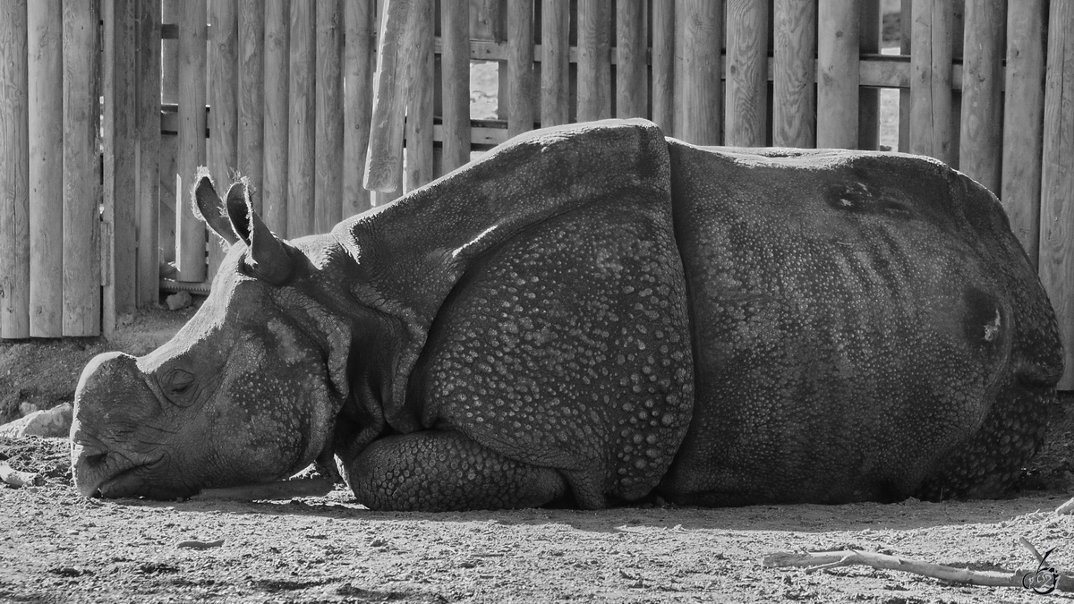 Ein Panzernashorn im Zoo Madrid. (Dezember 2010)