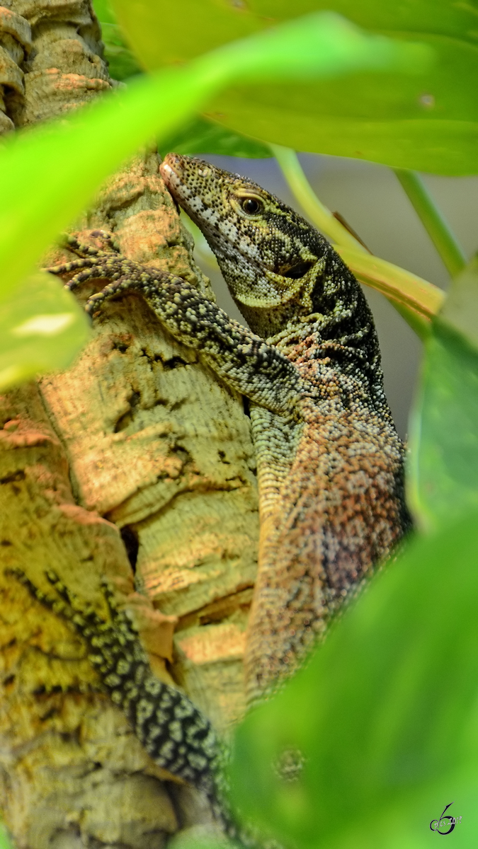 Ein Papuawaran Mitte Mai 2011 im Terrazoo Rheinberg.