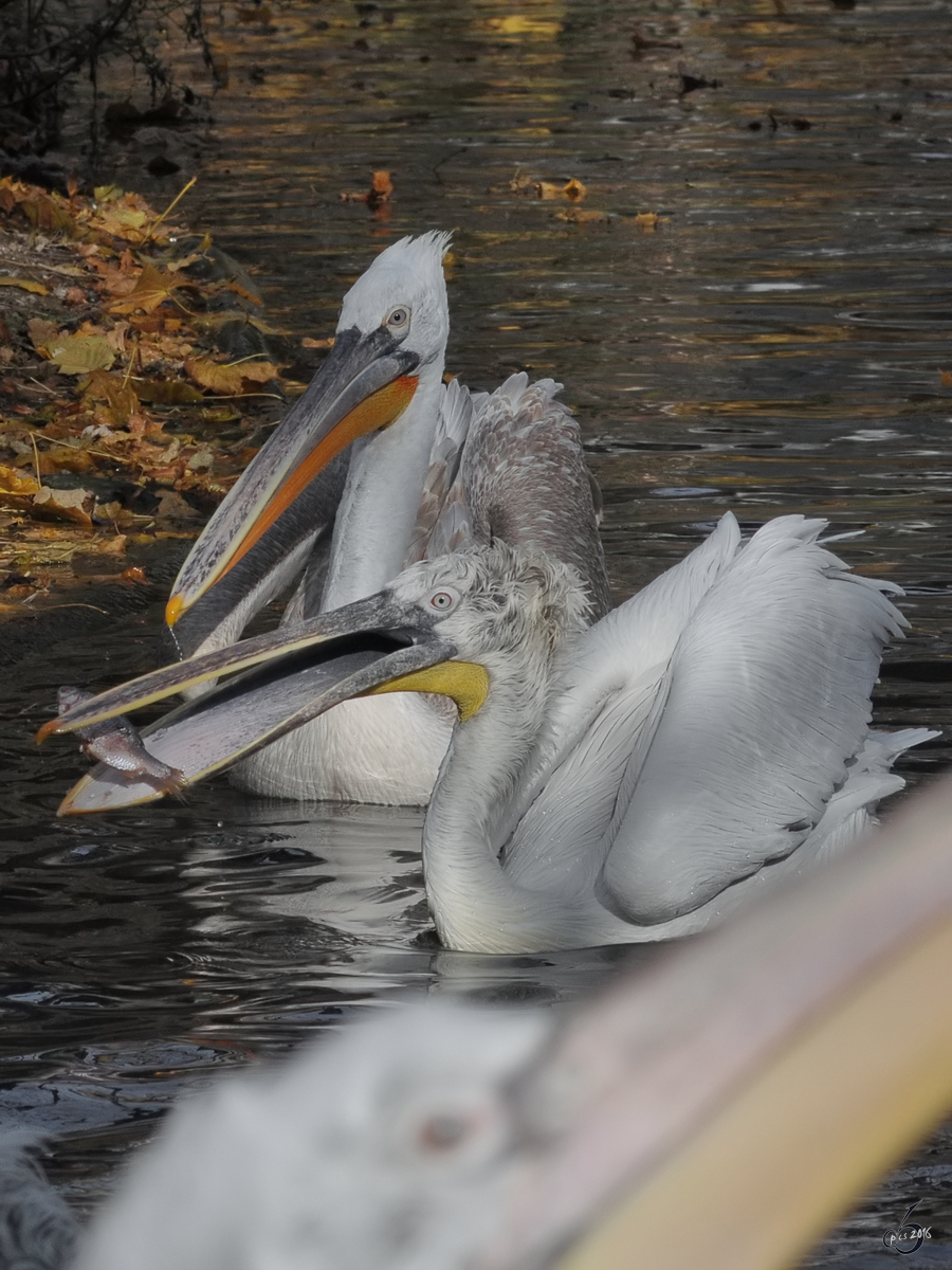 Ein Pelikan hat einen  fliegenden Fisch  erhascht. (Tiergarten Schönbrunn Wien, November 2010)