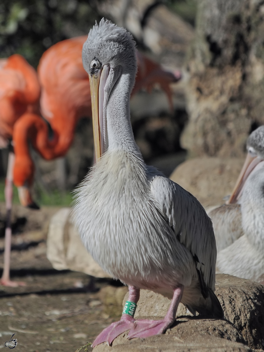 Ein Pelikan Mitte Dezember 2010 im Zoo Madrid.