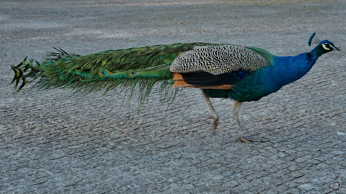 Ein Pfau tapert durchs Gelnde. (Porto, Januar 2017)