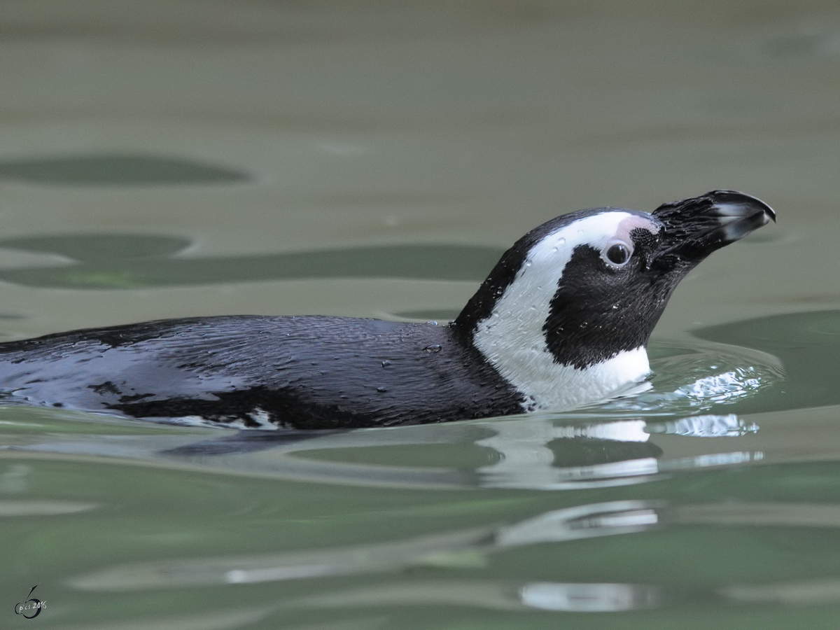 Ein Pinguin im Zoo Duisburg. (September 2010)