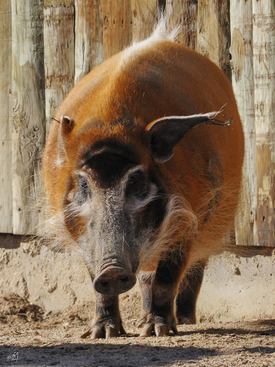 Ein Pinselohrschwein war Mitte Dezember 2010 im Zoo Madrid zu sehen.